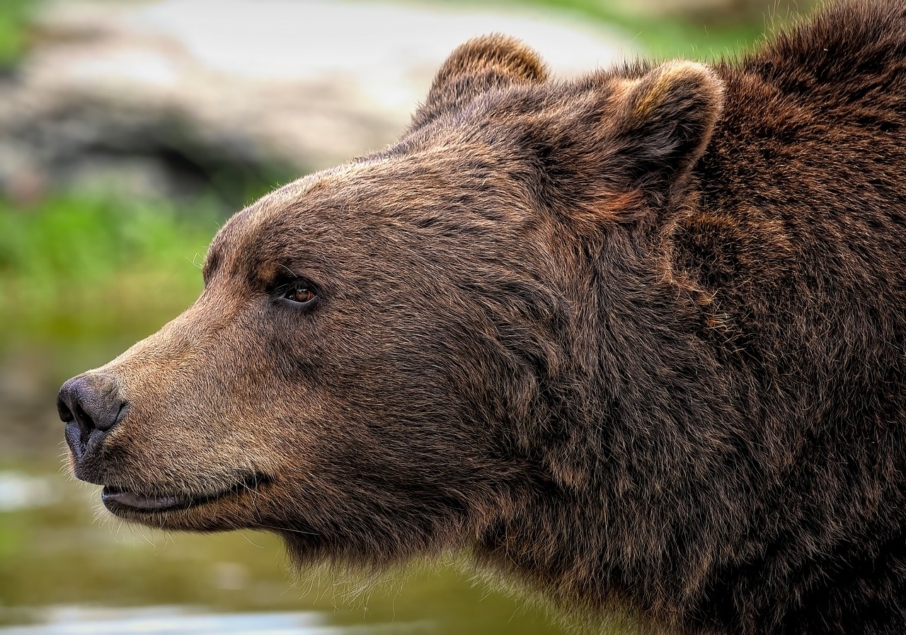 close up profile of grizzly bear