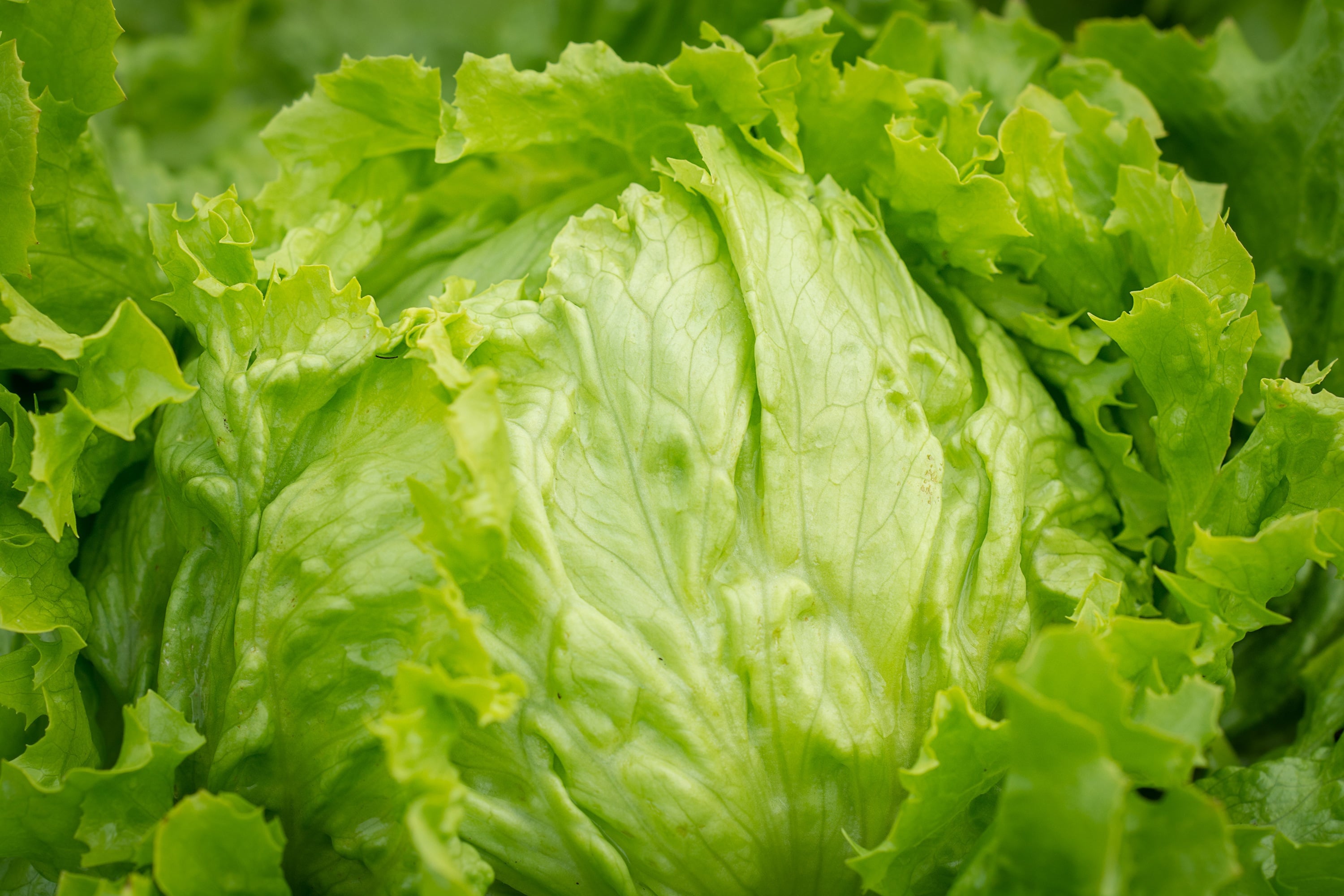 iceberg lettuce in ground