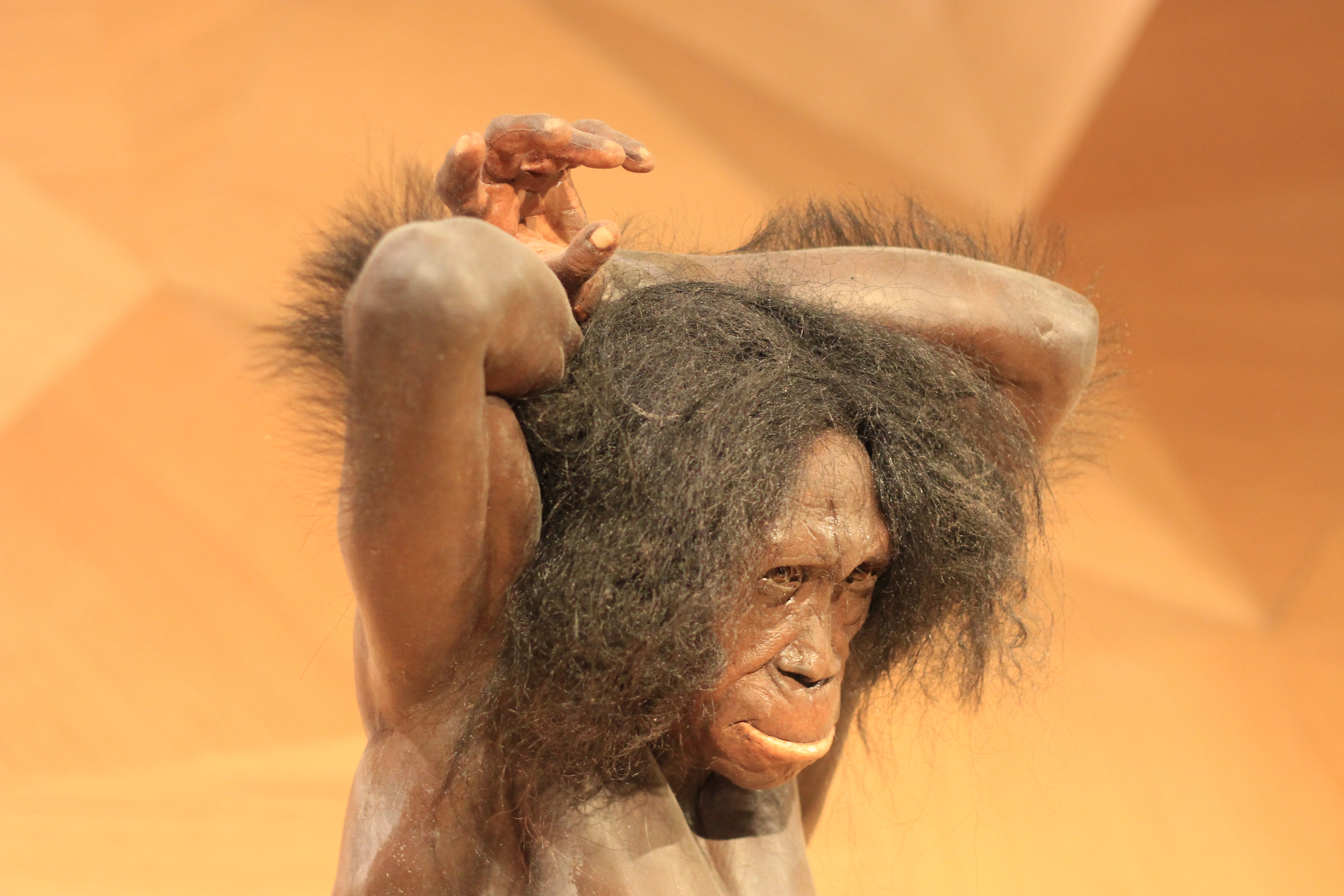 sculpture model of what scientists believe Otzi looked like when he was alive  thousands of years ago