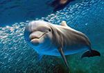 510-dolphin