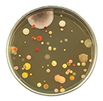 517-microbes
