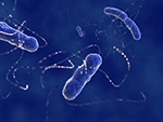 529-cloning
