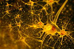 531-neurons