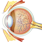 552-eyes