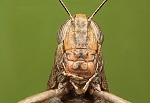 738-locusts