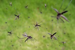 745-mosquito