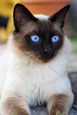 822-cats