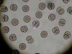 844-embryos