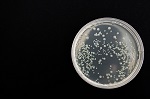 870-bacteria
