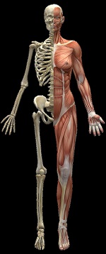 895-dmdtherapy human skeleton