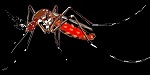 896-Chick mosquito