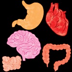 903 Keeping Organs on the Shelf human organ graphics