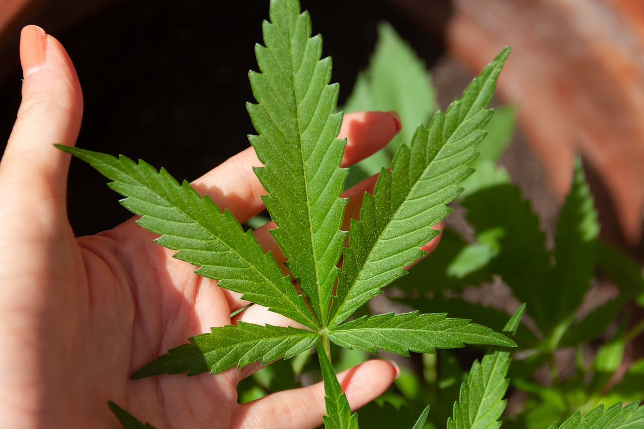 909 Your Genes and Cannabis cannabis leaf