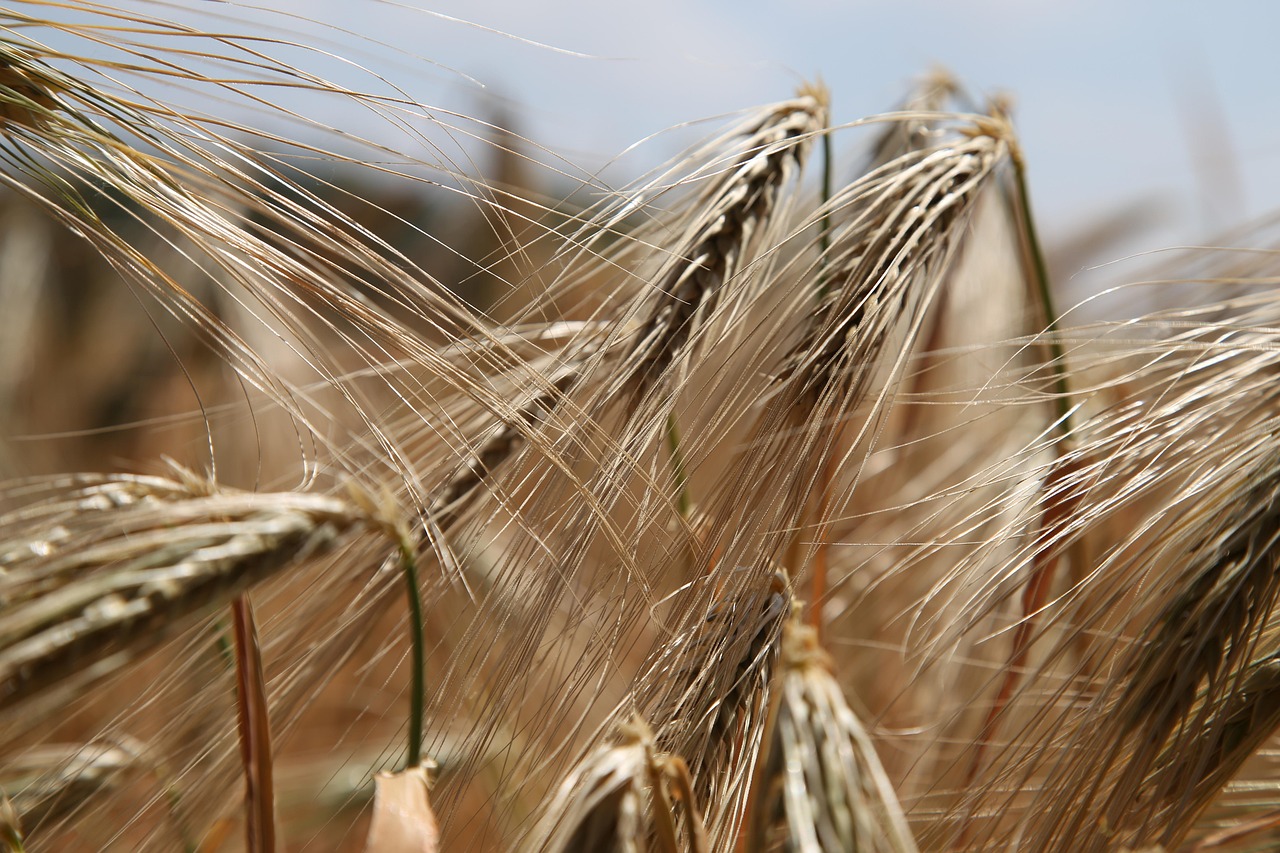 970 Celiac disease gets more complicated wheat