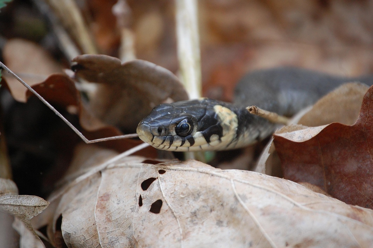 974 Biological Toxins as medicines snake peaking through leaves