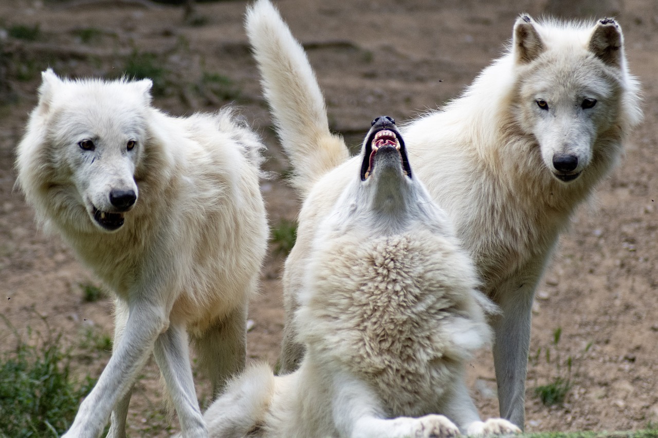 982 Dire wolfs Three dire wolf pups