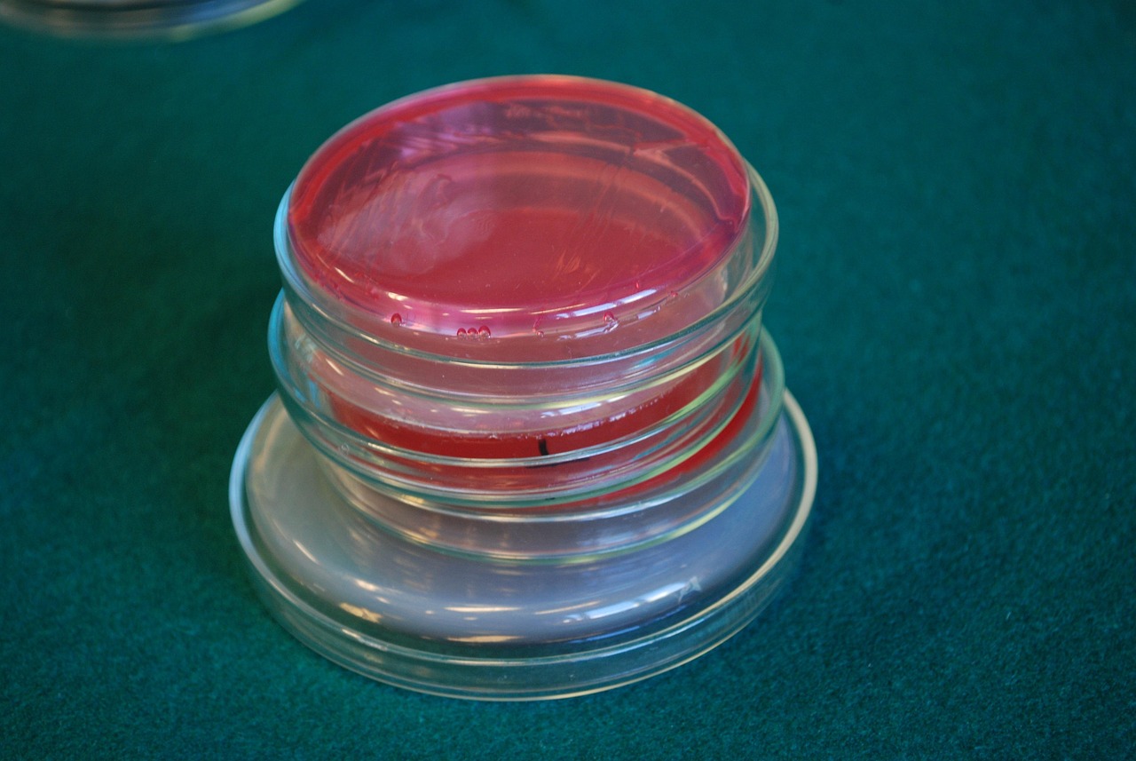 stacked petri dishes