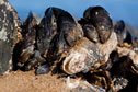 mussels